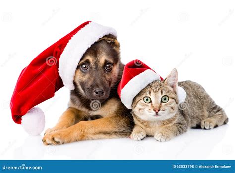 Cat And Dog With Santa Claus Hat Isolated On White Background Stock
