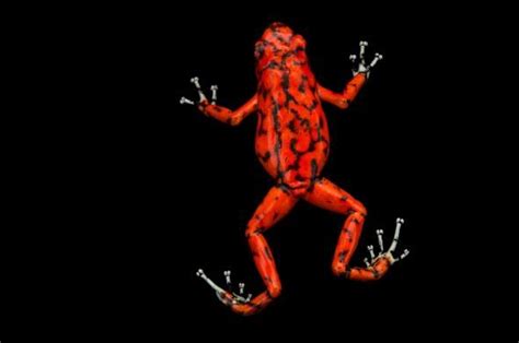 12 Bizarre Frogs For World Frog Day Frog Poison Frog Dumpy Tree Frog