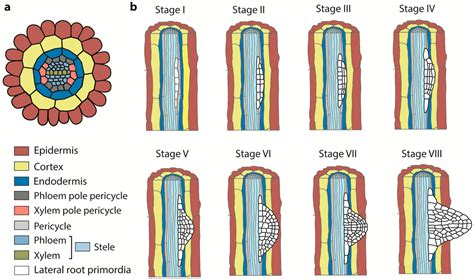 Ijms Free Full Text Interplay Of Auxin And Cytokinin In Lateral