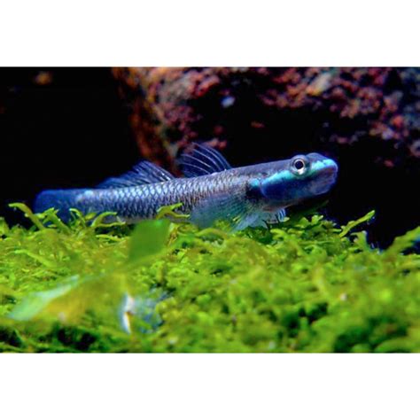 Stiphodon Atropurpureus GÓbio Neon Azul Indie Aqua