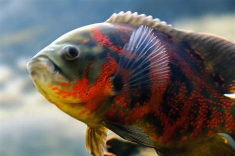 Biggest Oscar Fish Maximum Size And Care Tips Hometanks