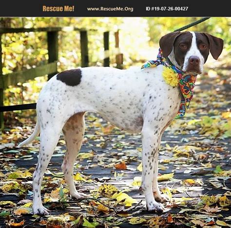 Erin peterson on jul 26, 2018 i decided winter of 2017 i was going to get a gsp so i contacted kerri at the beginning of the year to put a puppy deposit down. ADOPT 19072600427 ~ German Shorthaired Pointer Rescue ...