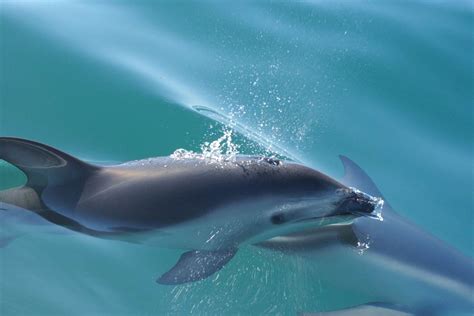 Leaping Dusky Dolphin