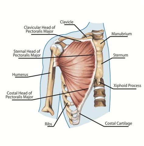 Various bones of the human skeletal system. The muscles of the chest and upper back - Anatomy-Medicine.COM