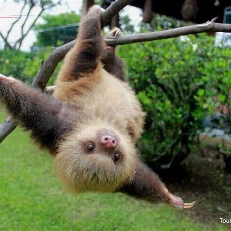 Pin By Anna Halvorsen On Sloths In 2020 Cute Baby Sloths Happy