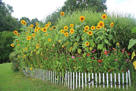 My Favorite Flowers Together Like This Might Add Some Needed Privacy To