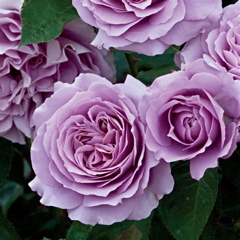 Love Song Rose Bush Fragrant Lavender Purple Flowers