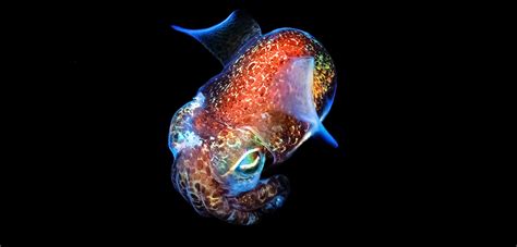 Deep Sea Creatures With Bioluminescence