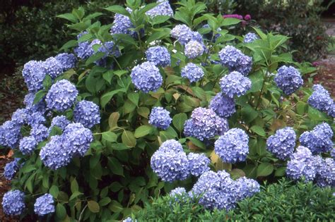 Hydrangea Macrophylla Landscape Plants Oregon State University