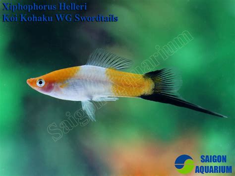 Swordtail Saigon Aquarium