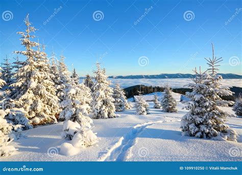 Spruce Trees Stand In Snow Swept Mountain Meadow Under A Blue Winter