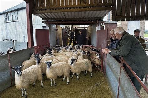 Lazonby Auction Mart Cumbria Sale Of 9 000 Mule Gimmer Lambs October