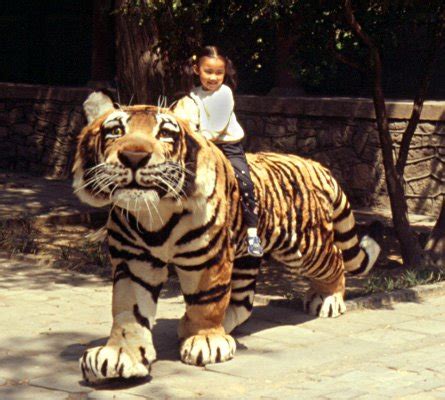 Rachel From North London Riding The Tiger