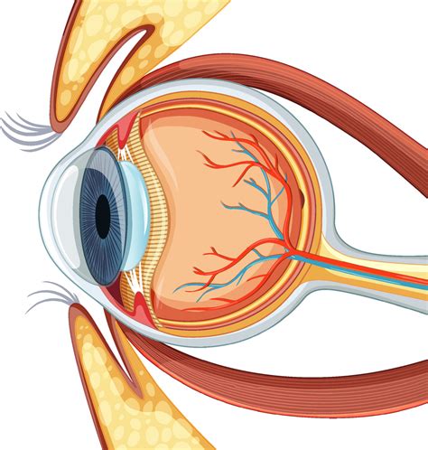Diagrama De La Anatomía Del Globo Ocular Humano 3188538 Vector En Vecteezy