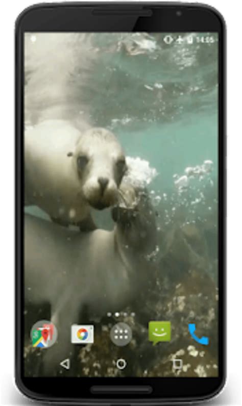 Sea Lions Video Live Wallpaper Voor Android Download