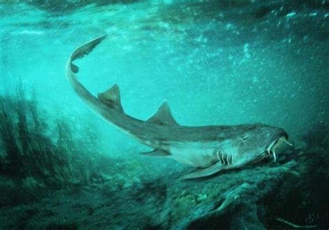 Paleontologists Discovered A New Species Of Ancient Shark And It Was