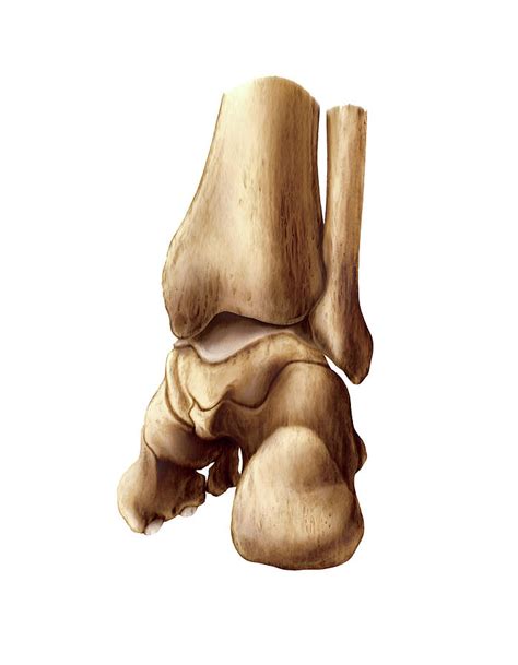 Talus Bone Photograph By Asklepios Medical Atlas Porn Sex Picture