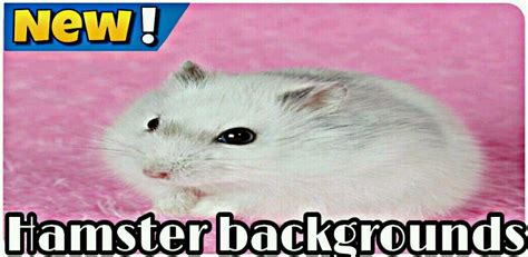 Hamster Wallpaper App Latest Version For Android Download Apk