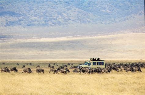 Witness The Great Migration 15 Day Kenya And Tanzania Safari
