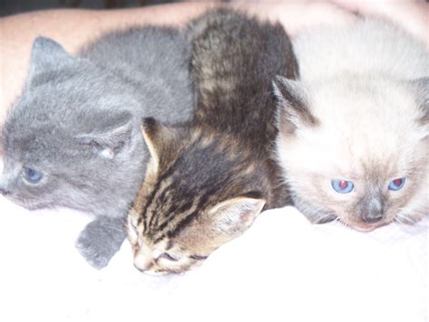 Traceys Blog Blackies Kittens 5 Weeks Old Today