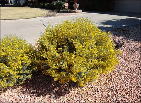 Feathery Cassia For Sale Arizona S Best Shrubs Desert Plants Plants Shrubs