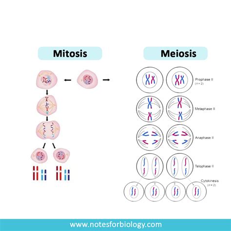 Key Differences Between Mitosis And Meiosis Update 2022