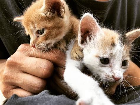 Kittens For Adoption Delhi These Two Kittens Have Been Abandoned By