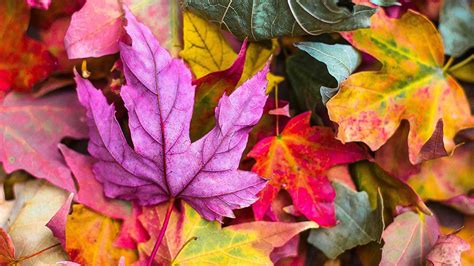 The Secret To Spectacular Fall Colors