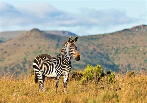Hartmanns Mountain Zebra Mammals South Africa