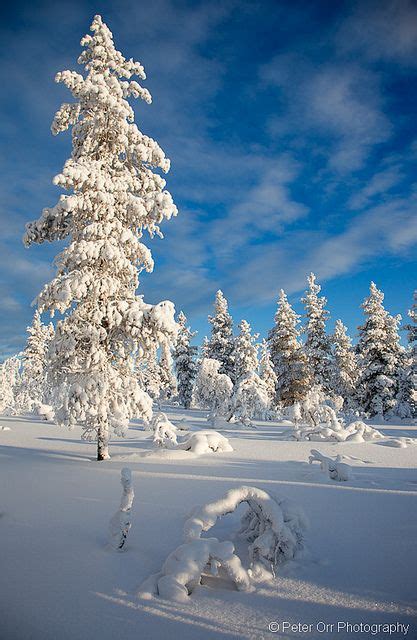 Trees In Lapland Winter Nature Winter Scenery Winter Pictures