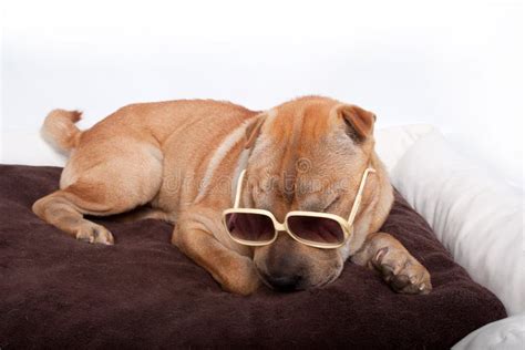 Sharpei Dog Wearing Sunglass Stock Photo Image Of Relax Indoor 16704908