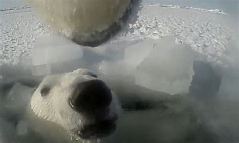 Life Of Polar Bears Captured On Collar Cameras Daily Mail Online