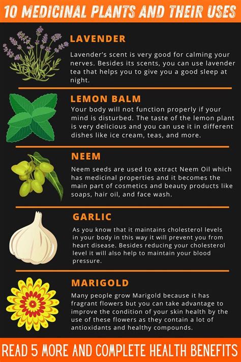 10 Medicinal Plants And Their Uses Infographic Healing Herbs