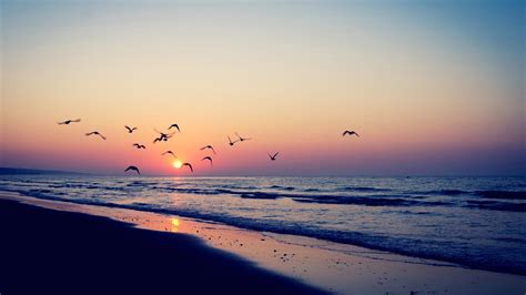 Ocean Waves Beach Sand Birds Flying In Light Pink Blue Sky Background During Sunset Hd Sunset
