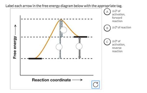 Solved Label Each Arrow In The Free Energy Diagram Below Chegg