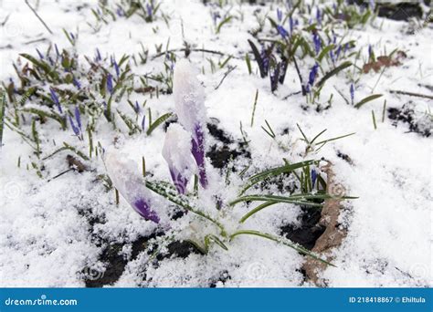 Late April Snowfall In Garden Finland Stock Image Image Of Freshness