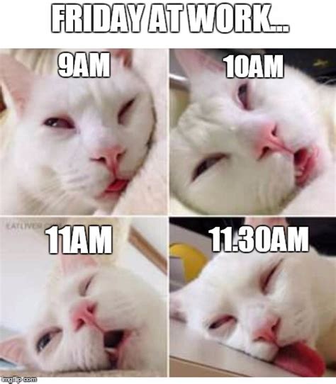 Check spelling or type a new query. 10 Friday Memes To Make Your Day More Pawsome | Viral Cats ...