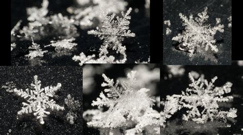 Snow Crystals Cristaux De Neige Image Prise Avec La Bonne Flickr