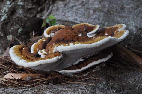 Wild Georgia Mushrooms Mushroom Growing In A Tree Stump