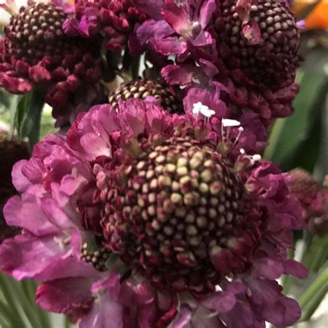 Scabiosa The Scoop Series Are Available In So Many Cool Colors If