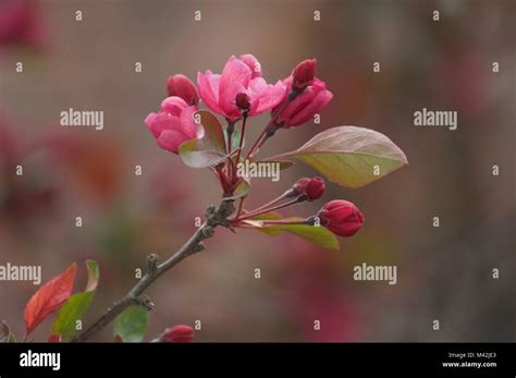 Red Flower Budding Tree Branch Spring Has Sprung Stock Photo Alamy