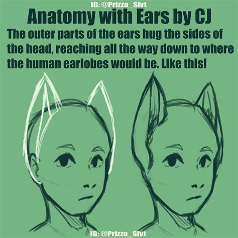 How To Draw Animal Ears At How To Draw