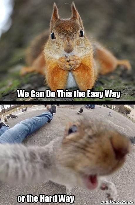 Top 10 Funny Animal Pictures Squirrels Funny Collection