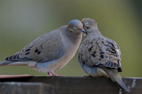 Mourning Doves Pair Bonding Mourning Dove Pairs Preen Each Flickr