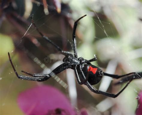 1692 Black Widow Spider Stock Photos Free And Royalty Free Stock