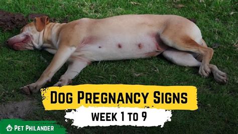 Signos De Embarazo En Perros Cómo Saber Si Tu Perra Está Embarazada