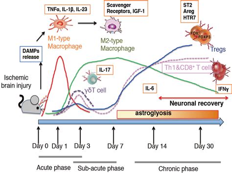Resolution Of Inflammation And Repair After Ischemic Brain Injury