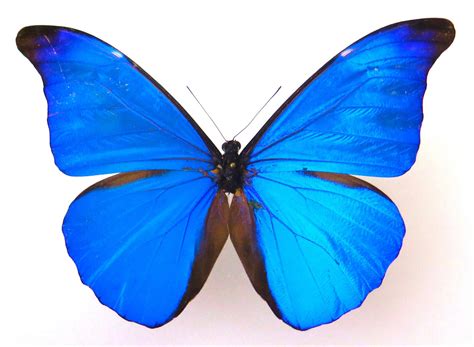 Real Blue Morpho Rhetenor Butterfly Insect Etsy