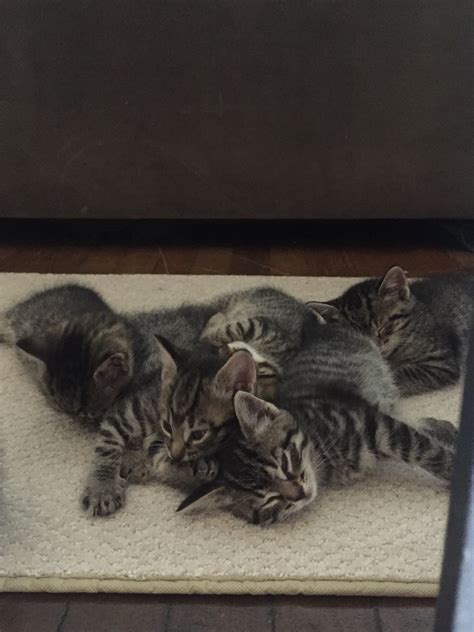 Cat adoption in Fairfield, CT 06824: Domestic Shorthair Cat "Kittens"