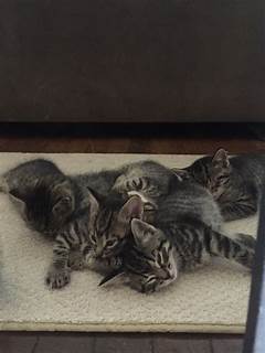 Give A Kitten A Home Free Kittens In Connecticut